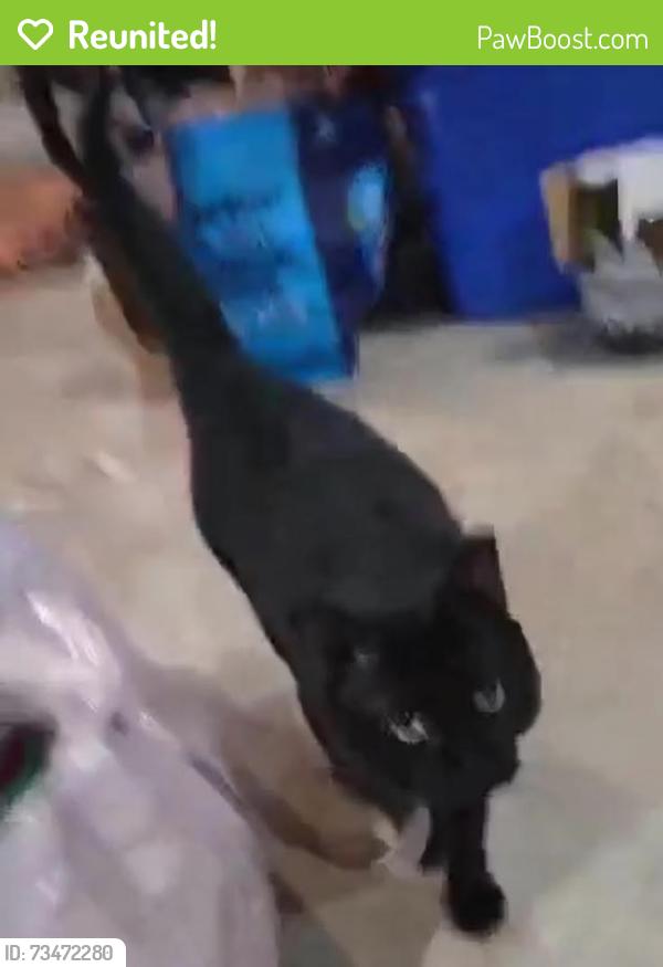 Reunited Unknown Cat last seen Dorchester St & Cedar Lawn Dr, Groveport, OH 43125