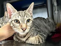 Shelter Stray Male Cat last seen Near E 110 Street, NEW YORK, NY, 10029, 326 E 110th St, New York, NY 10029, USA