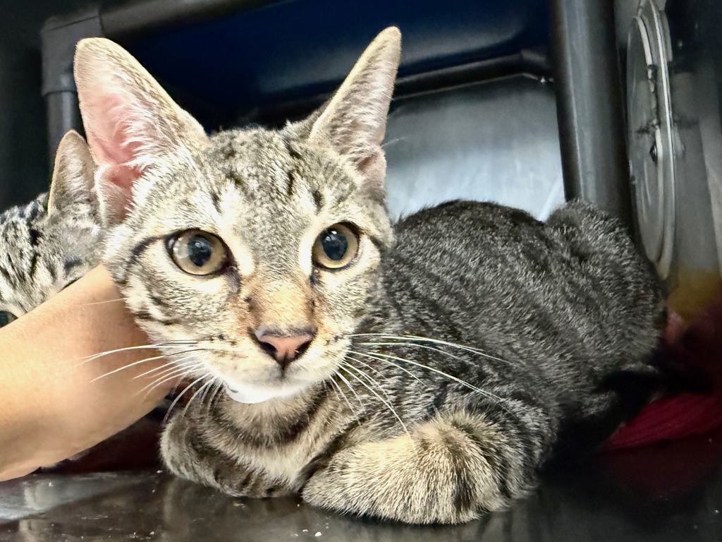 Shelter Stray Male Cat last seen Near E 110 Street, NEW YORK, NY, 10029, 326 E 110th St, New York, NY 10029, USA