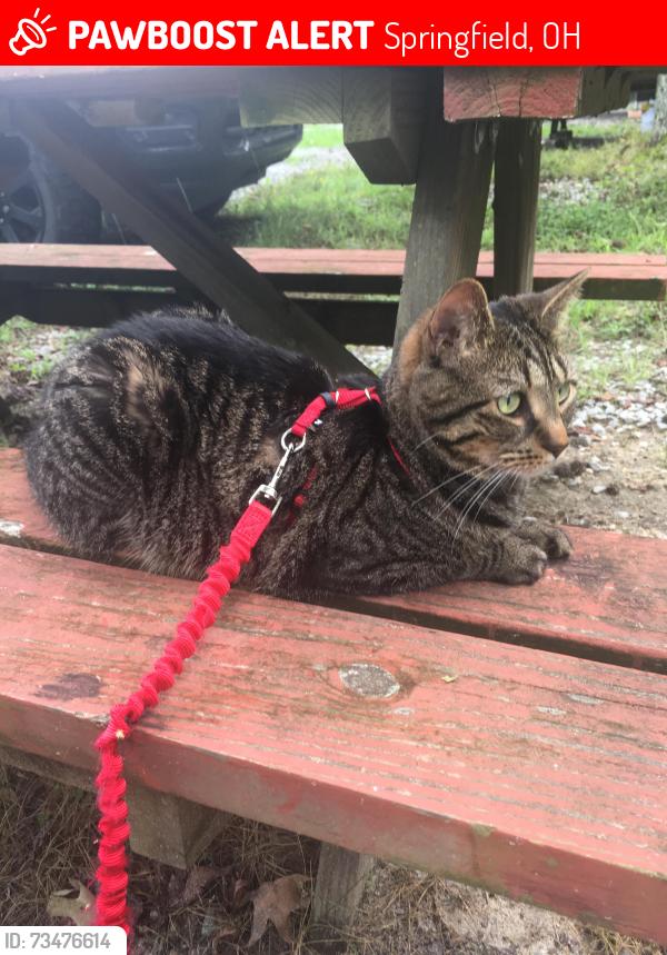 Lost Female Cat last seen W National Road and New Carlisle Pike, Springfield, OH 45504