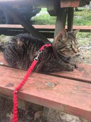 Lost Female Cat last seen W National Road and New Carlisle Pike, Springfield, OH 45504