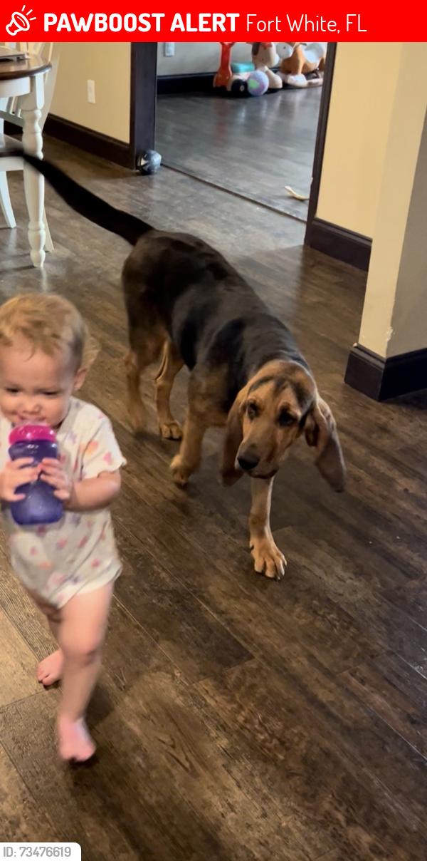 Lost Female Dog last seen County Road 47, Fort White, FL 32038