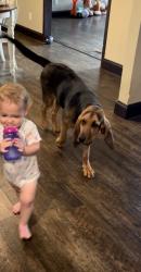 Lost Female Dog last seen County Road 47, Fort White, FL 32038