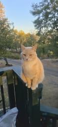 Lost Male Cat last seen Phillips buzzard roost road, Bella Vista, CA 96008