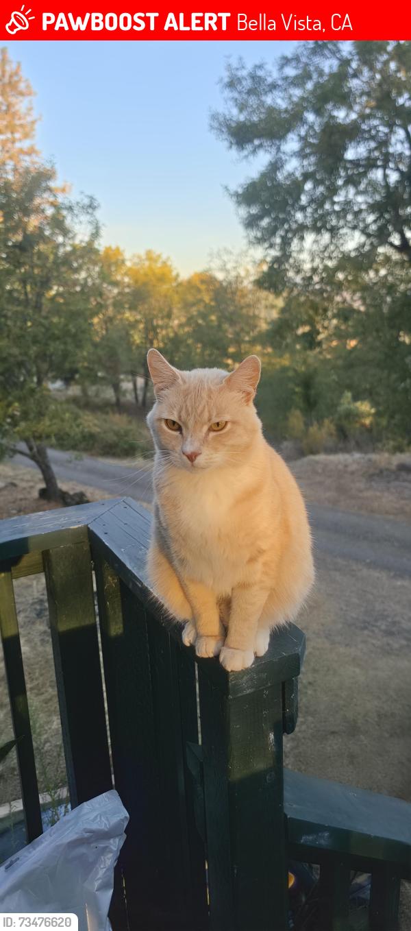 Lost Male Cat last seen Phillips buzzard roost road, Bella Vista, CA 96008