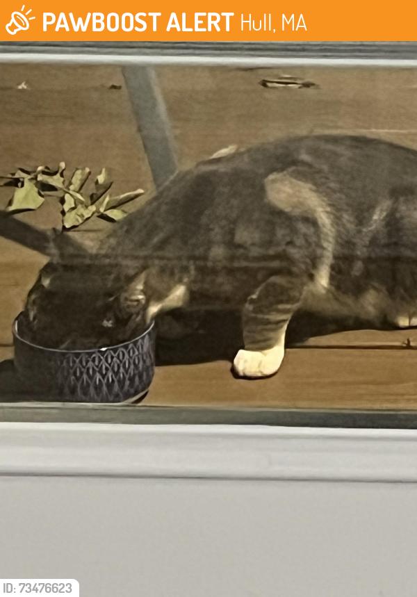 Found/Stray Female Cat last seen Roosevelt and Hillside, Hull, MA 02045