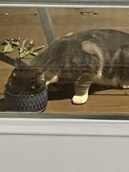 Found/Stray Female Cat last seen Roosevelt and Hillside, Hull, MA 02045