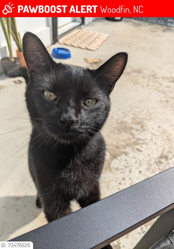 Lost Male Cat last seen Near Jonestown road, Woodfin, NC 28804