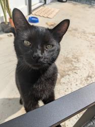 Lost Male Cat last seen Near Jonestown road, Woodfin, NC 28804
