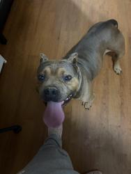 Found/Stray Male Dog last seen On Bennett Rd, Candler, NC 28715