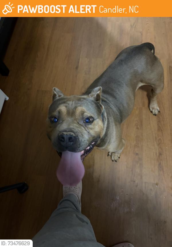 Found/Stray Male Dog last seen On Bennett Rd, Candler, NC 28715