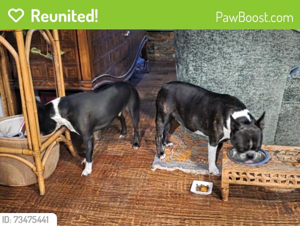 Reunited Unknown Dog last seen Shady Ln N, Keller, TX 76248, USA, Keller, TX 76248