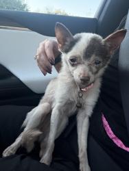 Found/Stray Female Dog last seen Anson County Animal Shelter, Polkton, NC 28135