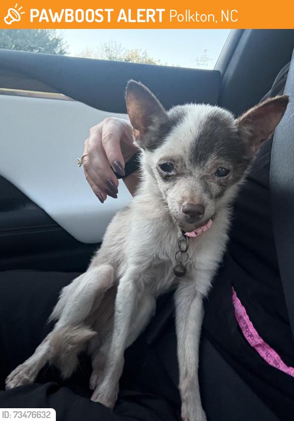 Found/Stray Female Dog last seen Anson County Animal Shelter, Polkton, NC 28135