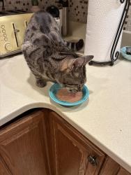 Reunited Female Cat last seen Near Rachaels Way, Prince Frederick, MD 20678