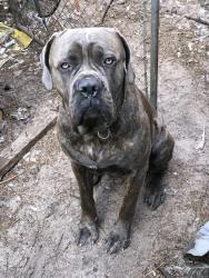 Lost Male Dog last seen Near st 109 ave, Tampa, FL 33637