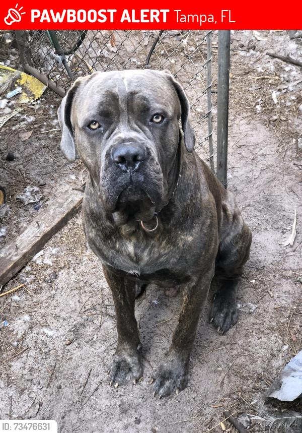 Lost Male Dog last seen Near st 109 ave, Tampa, FL 33637