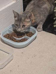 Reunited Male Cat last seen Riverstone westpoint amenity center 2, San Antonio, TX 78253