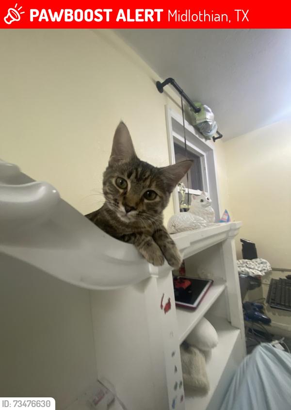 Lost Female Cat last seen Farm to market 663, Midlothian, TX 76065