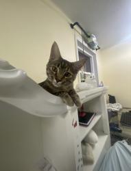 Lost Female Cat last seen Farm to market 663, Midlothian, TX 76065