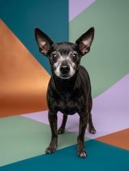 Shelter Stray Male Dog last seen Near BLOCK POITER DRIVE, 2020 Forest St, Jacksonville, FL 32204, USA