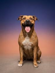 Shelter Stray Female Dog last seen Near BLOCK POITER DRIVE, 2020 Forest St, Jacksonville, FL 32204, USA