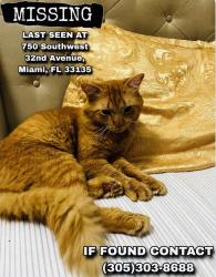 Reunited Male Cat last seen Habitación Céntrica calle 8 Miami, Miami, FL 33135