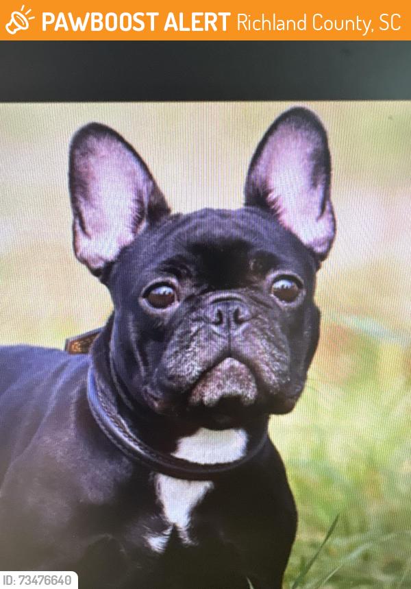 Found/Stray Unknown Dog last seen Billy Meetze Rd, Richland County, SC 29075