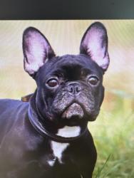Found/Stray Unknown Dog last seen Billy Meetze Rd, Richland County, SC 29075