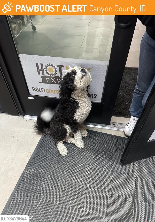Found/Stray Female Dog last seen Buds marketplace Karcher and Farmway rd Caldwell Idaho, Canyon County, ID 83607