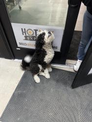 Found/Stray Female Dog last seen Buds marketplace Karcher and Farmway rd Caldwell Idaho, Canyon County, ID 83607