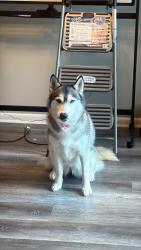 Reunited Female Dog last seen Near mill cove, Fayetteville, NC 28314