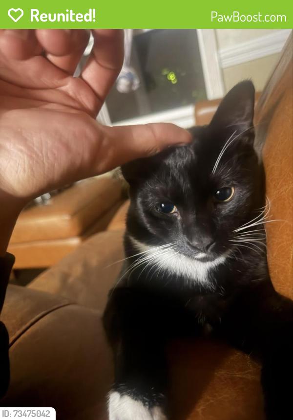 Reunited Male Cat last seen Near South Harrison road, Sterling, VA 20164