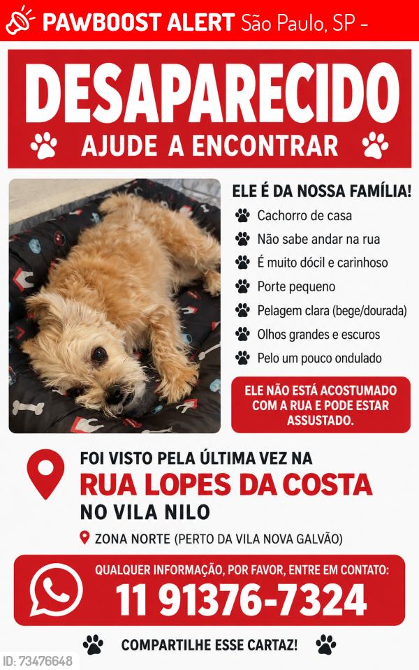 Lost Male Dog last seen perto da lopes da costa no vila nilo, São Paulo, SP 02279-060