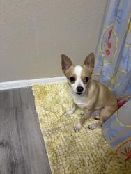 Lost Male Dog last seen Near E Balsam Ave, Mesa, AZ 85208