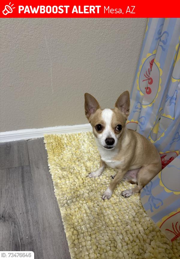 Lost Male Dog last seen Near E Balsam Ave, Mesa, AZ 85208
