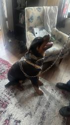 Lost Male Dog last seen 3rd and Lindley Ave, Philadelphia, PA 19120
