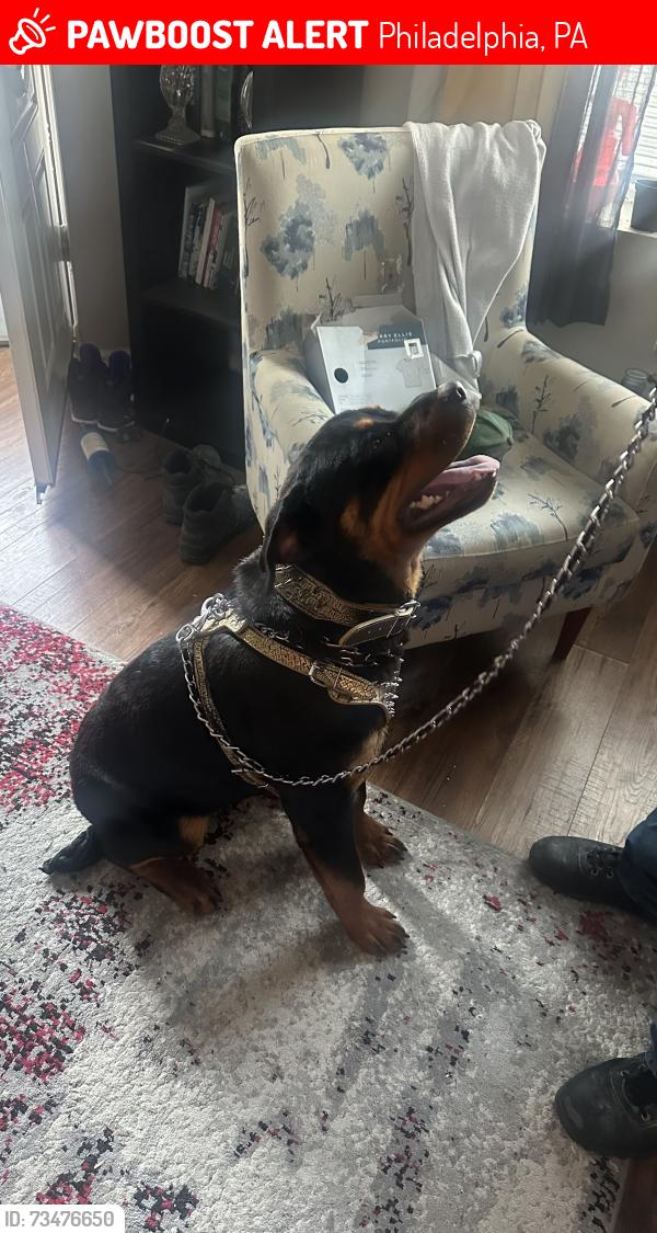 Lost Male Dog last seen 3rd and Lindley Ave, Philadelphia, PA 19120