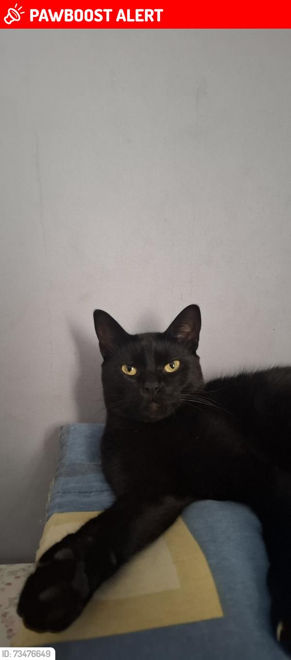 Lost Male Cat last seen Proximo ao mercado giga, Vila Santa Terezinha, SP 06317-060