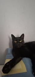 Lost Male Cat last seen Proximo ao mercado giga, Vila Santa Terezinha, SP 06317-060