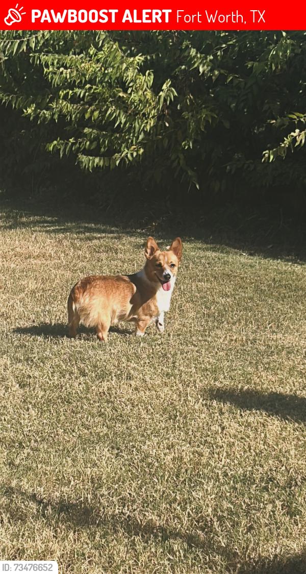 Lost Female Dog last seen mccart ave, Fort Worth, TX 76115