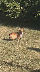 Lost Female Dog last seen mccart ave, Fort Worth, TX 76115