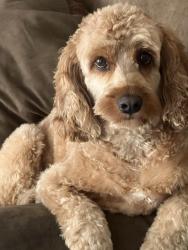 Reunited Male Dog last seen Spring St/Jackson St/ Corktown Park area, Hamilton, ON 