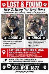 Lost Male Dog last seen Cherry Rd & Aspen, West Palm Beach, FL 33409