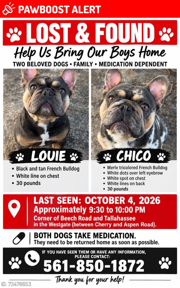Lost Male Dog last seen Cherry Rd & Aspen, West Palm Beach, FL 33409
