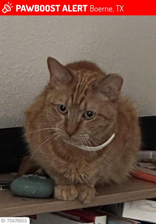 Lost Male Cat last seen Rosewood apts, Boerne, TX 78006