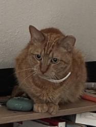 Lost Male Cat last seen Rosewood apts, Boerne, TX 78006