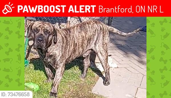 Lost Male Dog last seen Near king George Rd, Brantford, Ontario, canada, Brantford, ON N3R 5L4