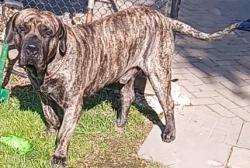 Lost Male Dog last seen Near king George Rd, Brantford, Ontario, canada, Brantford, ON N3R 5L4