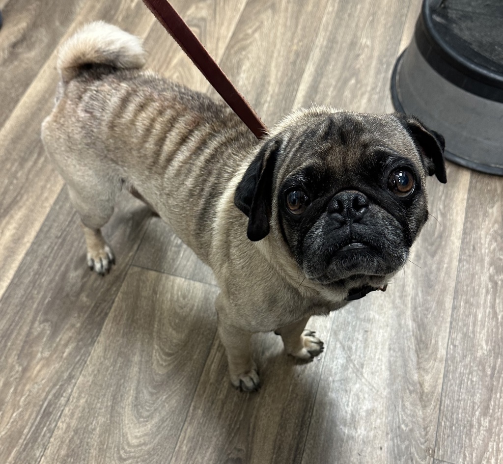 Shelter Stray Male Dog last seen Near Winter Gardens Boulevard, El Cajon, CA, 92021, 5500 Gaines St, San Diego, CA 92110, USA